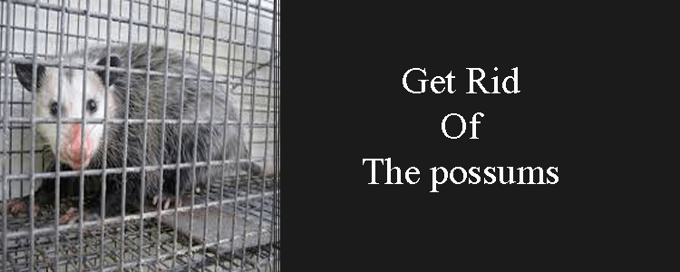 Get Rid Of The Possums